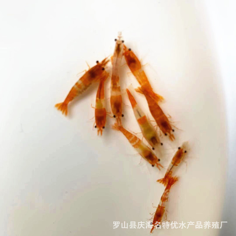 Orange Glass and Orange Cherry Blossoms Are Randomly Mixed and Shipped. Male and Female Random Pet Shrimps, Ornamental Shrimps, Shrimps, Direct Delivery from Fishing Farms