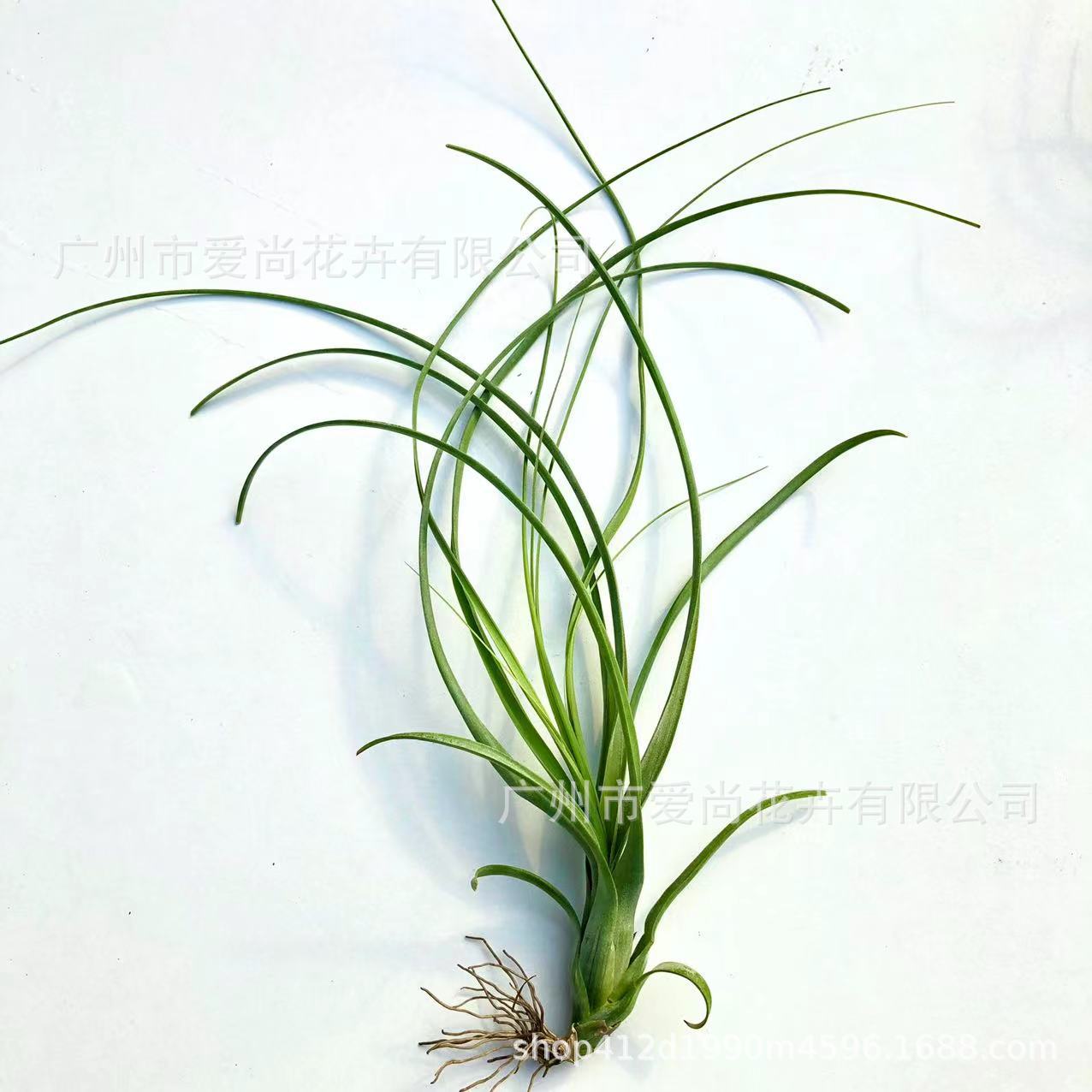 Air Pineapple Wholesale Base Straight Hair Soilless Cultivation Usnea Old Man's Beard Orchid Easy to Grow