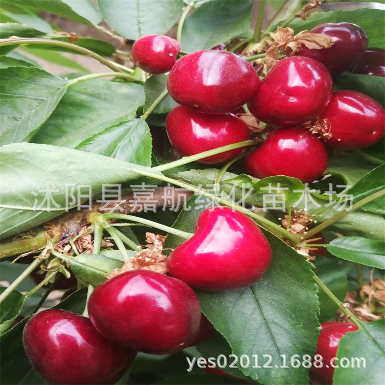 Large Cherry Seeds Cherry Cherry Cherry Tree Seeds Ukrainian Large Cherry Cherry Seedlings South