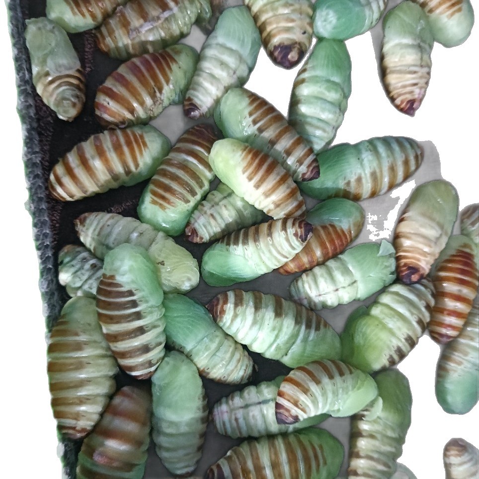 Northeast Specialty: Wild-Raised Skinless High-Nutrition Fairy Silkworm Pupae, a Special Type