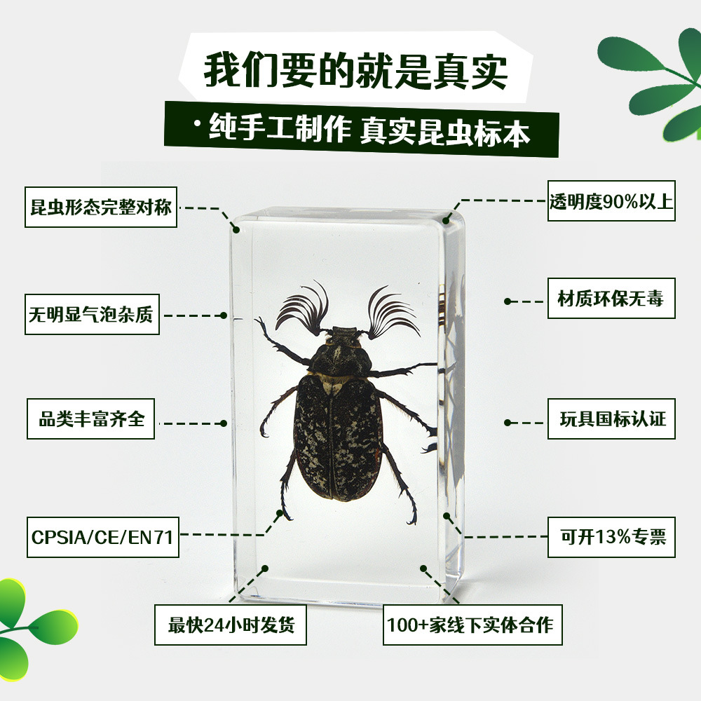 4 # Medium Book Town Insect Ocean Butterfly Specimen Amber Ornament Insect Center Hot Selling Popular Science Exhibition Study Gift