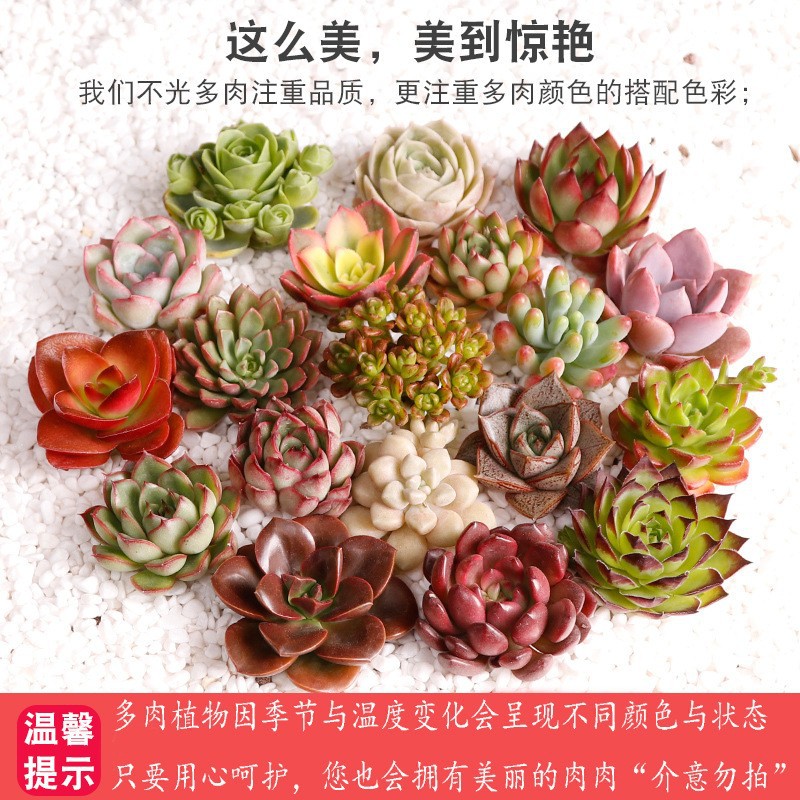 Base Succulent Plant Combination Potted Small Green Plant Flower Jade Dew Large Easy to Grow Indoor Boutique Succulent with Pot Soil