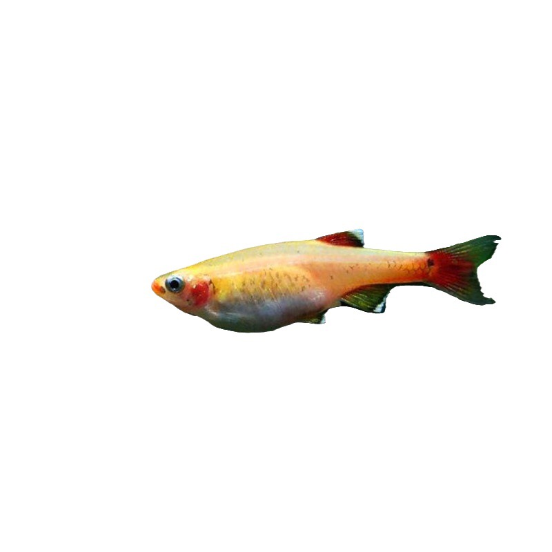 Yellow red tail fish live magnificent gold silk native fish cold water fish low temperature resistant fish grass tank swimming fish tropical fish view