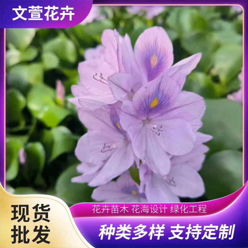 Water Hyacinth Seedlings Purify Water Quality, Are Easy to Cultivate, and Are Used in Aquatic Municipal Greening Projects. Water Hyacinth Seedling Bases Are Available for Wholesale