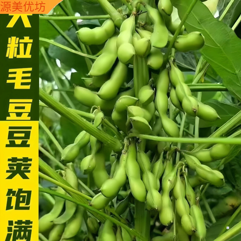 Whole Box of Edamame, Freshly Picked Shelled Beans, Self-Grown Farm Fresh and Tender Seasonal Vegetables, Green Beans Wholesale