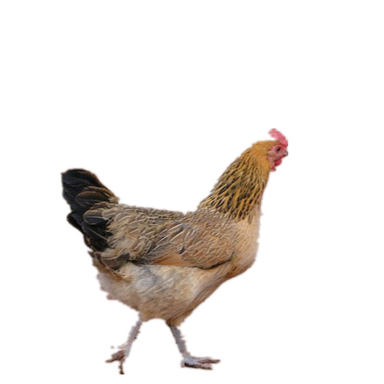 The Hatchery Directly Sells Dew-Warm Green-Shelled Egg Chicken Seedlings, Flower Black Chicken Seedlings, and Green-Footed Native Chicken Seedlings, Three Yellow Native Chicken Seedlings, and Black Chickens