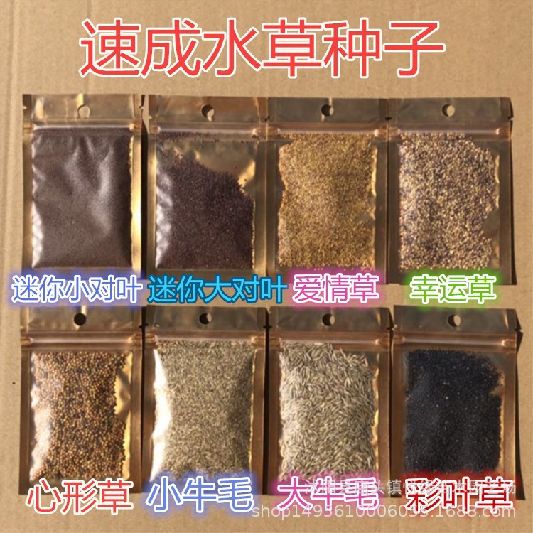 Wholesale mini leaf fish tank foreground grass water grass seeds landscaping beautiful aquatic plant in stock large discount