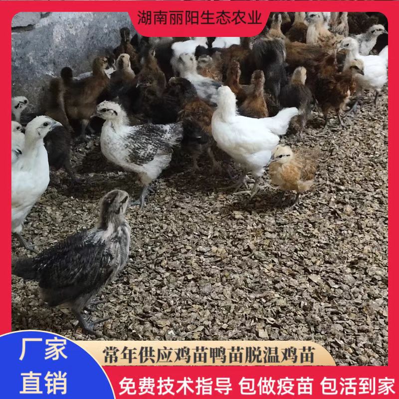 Инкубатор напрямую продает прогретые саженцы яичной курицы с зелеными яйцами, саженцы черной курицы, саженцы местной курицы трех желтых кур и черные куры