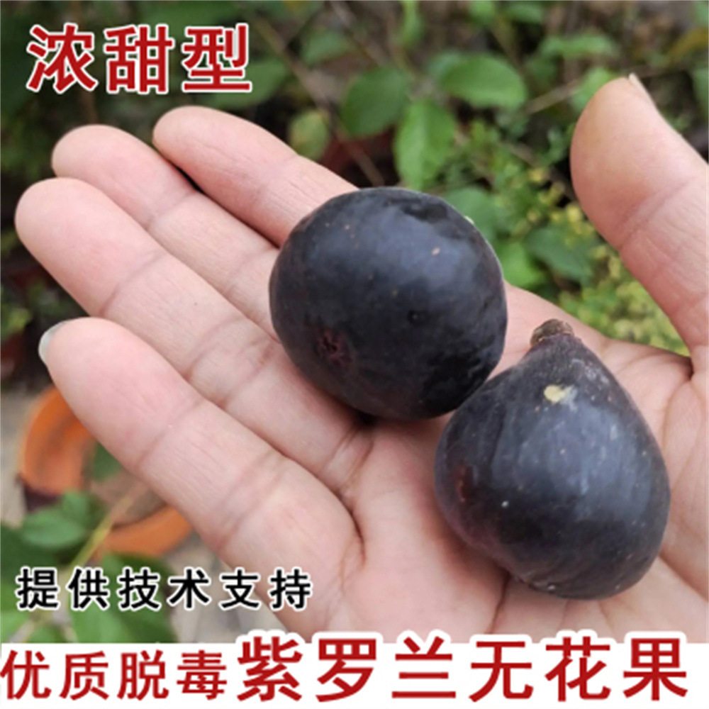 Саженцы желтого инжира с длинной ручкой Violet, очень крупные ранние желтые инжиры из Синьцзяна, которые будут плодоносить в том же году при посадке на севере и юге