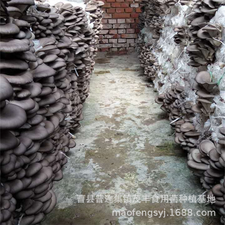 Factory wholesale Mushroom mushroom package large mushroom package mushroom planting package mushroom stick mushroom package