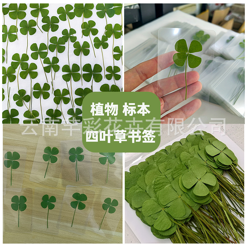 Закладка с тиснением из засушенного цветка клевера с четырьмя листьями, материал для DIY, наклейка, обучение детей