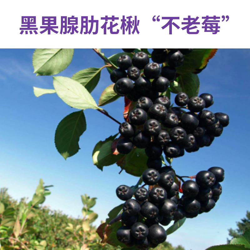 Kyoto Ren Entang Bu Laomei Polypeptide Tablets Special Dietary Nutritional Supplement Dietary Fiber Food for Middle-Aged and Elderly People