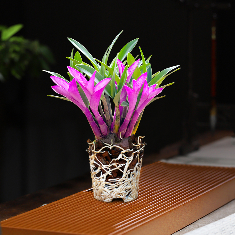 Яркий парфюм Дендробиум Орхидея цветет круглый год, зеленое растение с сильным ароматом. Дендробиум очищает воздух