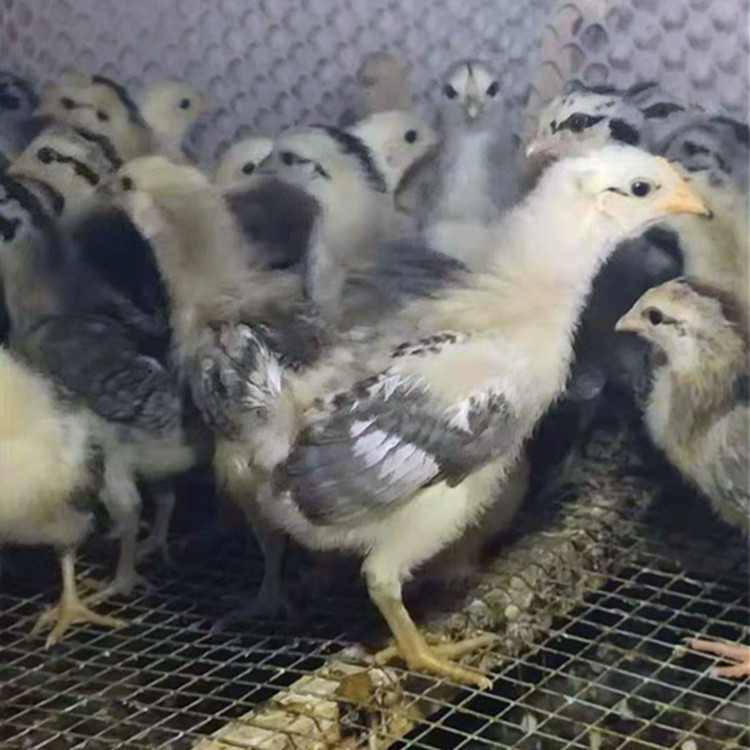 Wholesale Live Chicken Chicks, Broiler Chicks, One-Month-Old Chicks, Easy to Raise and Maintain, with Technical Support