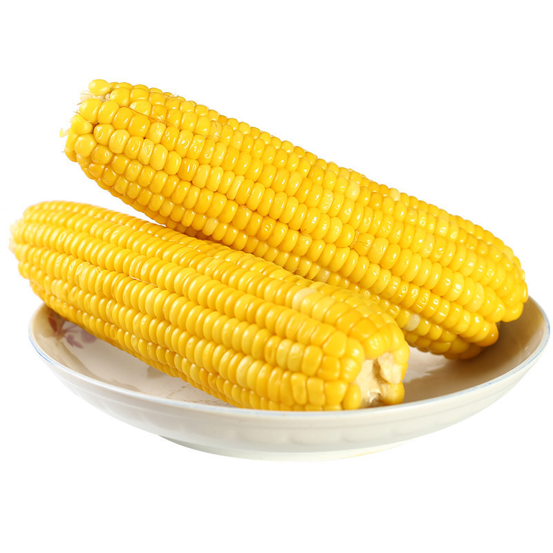 Northeast Yellow Waxy Corn Fresh Vacuum Bag Northeast Corn Breakfast Substitute Heating Instant Sticky Corn Non-GMO