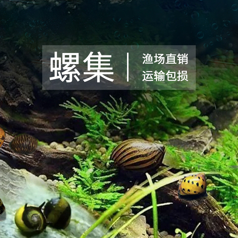 Ornamental Snail Algae Removal Tool Freshwater Apple Zebra Killer Gold Black Diamond Snail Egg Cleaning Tropical Ornamental Snail