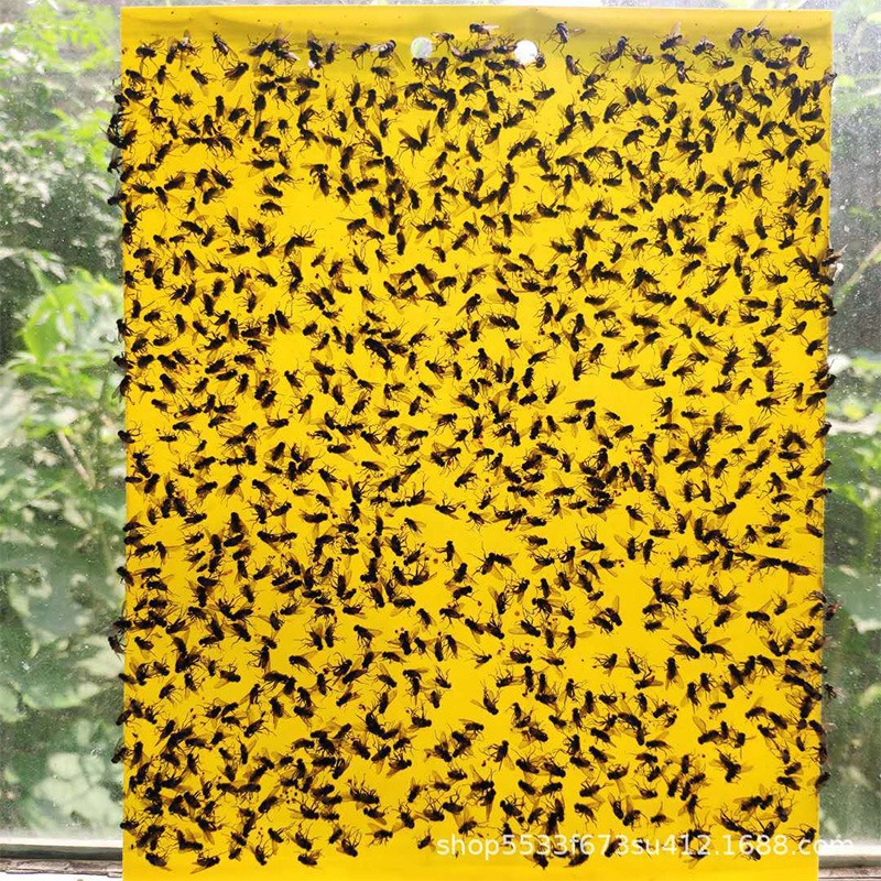 Paper-Coated Sticky Insect Board Thickeneded Strong Sticky Insect Trap Board Cross-Border Wholesale Yellow and Blue Sticky Insect Greenhouse Orchard Tea Garden Special