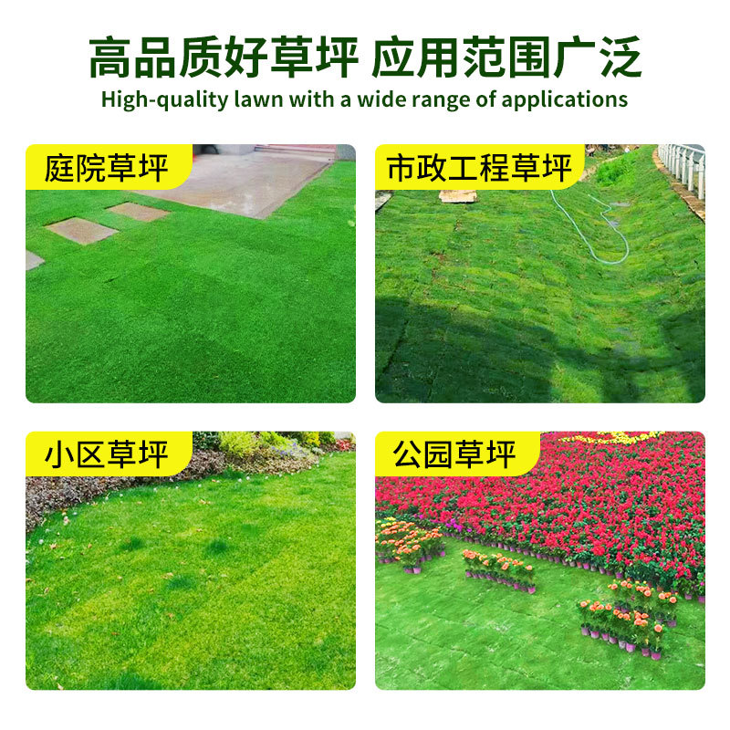 Base Direct Delivery with Real Turf, Cold-Resistant, Trample-Resistant, Suitable for Landscaping Gardens, Bermuda Heat-Tolerant Warm-Season Grass