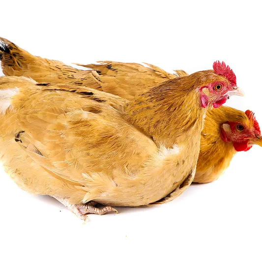 Wholesale of Three-Yellow Chickens, Free-Range Chickens, Five-Black Chickens, Live Chickens, Hens, Grass Chickens, Green-Legged Black Chickens, 4.5kg Red Cocks