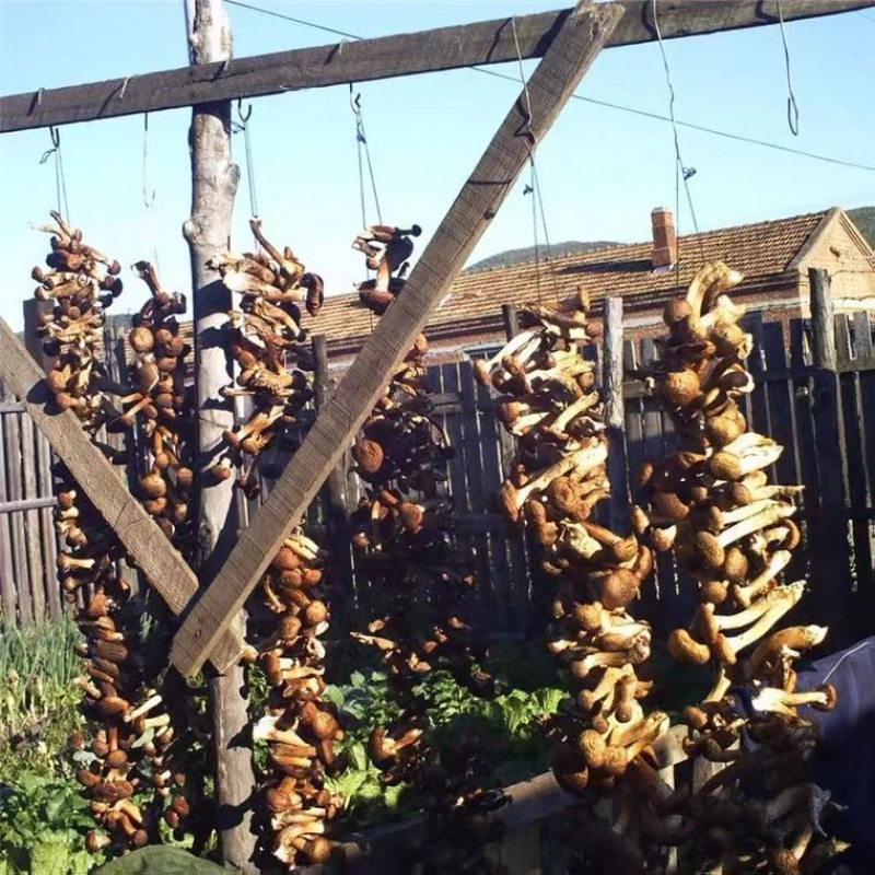 Northeast Wild Hazelnut Mushroom Dry Goods Chicken Stewed Mushrooms Wholesale Changbai Mountain Local Specialty Real Mushrooms Rootless Net Weight Delivery