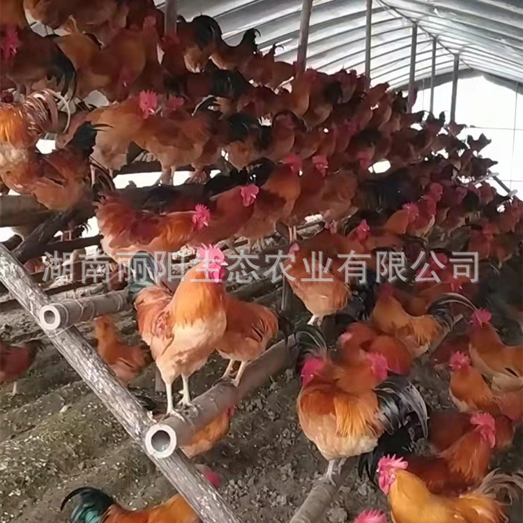 Incubation Farm Wholesale Lingshan Chicken Male Seedlings Live Out of the Shell Red Feathered Chicken Chicks Rural Free-Range Running Pheasant Castrated Chicken