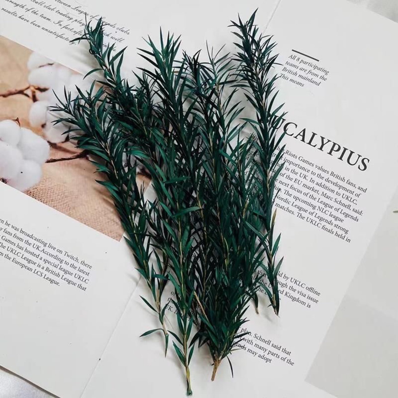 Preserved Flower Material New Year Thousand-layer Golden Leaf diy Material Fresh-keeping Greeting Card Dried Flower Gift Box Green Plant Photography Props