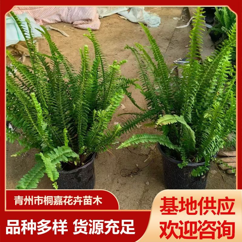 Основы для стен с папоротником, оптовая продажа, декоративная ценность, высокая озелененность, рассада многоножки в горшке