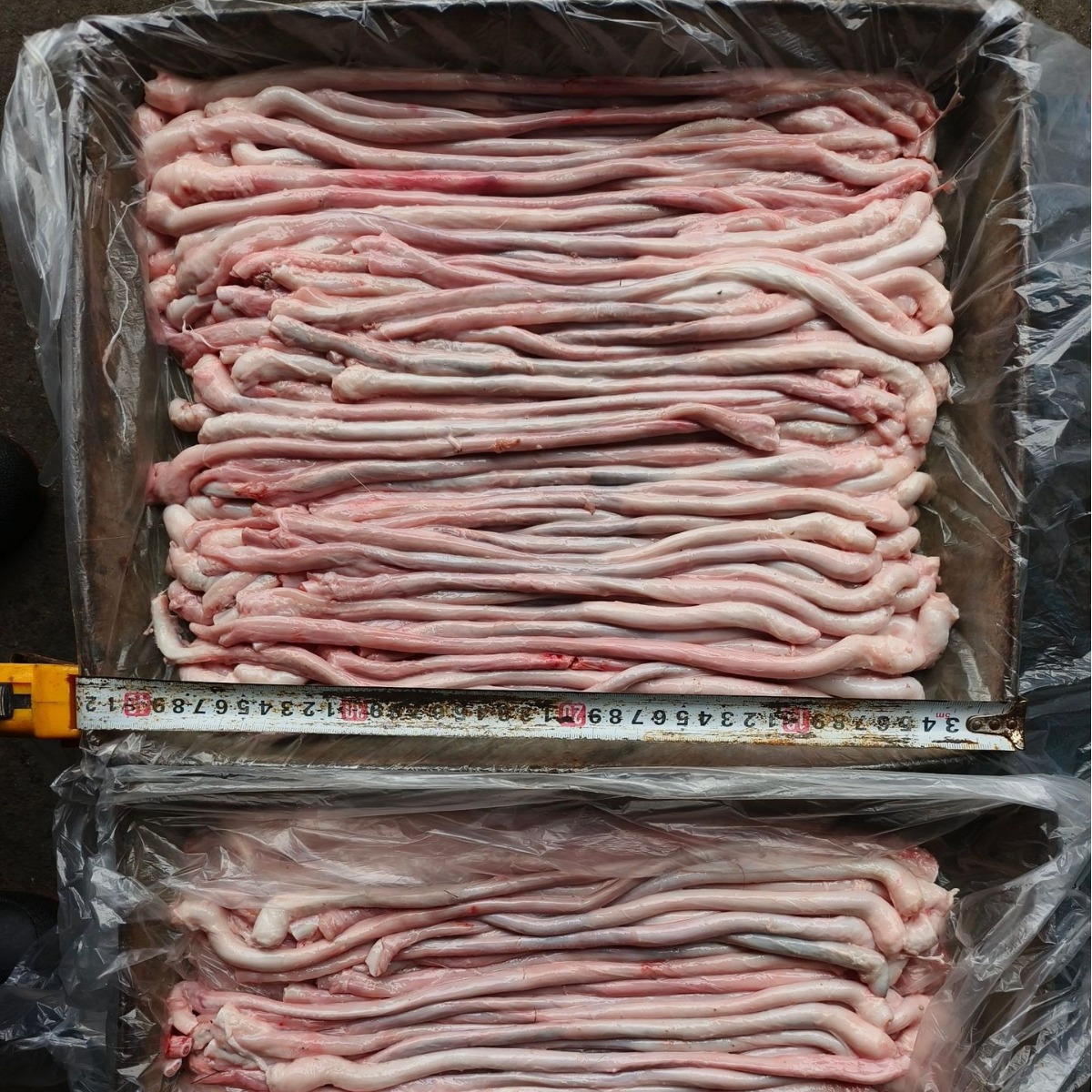 Refined Oil-Removing Pig Whip Soaked in Wine Chinese Medicinal Materials Hot Pot Barbecue Ingredients Fried Pet Food Direct Sales Fresh Pig Brother