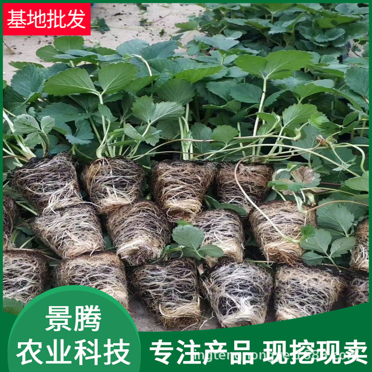 Оптовая продажа саженцев клубники, Мяоссян № 7, саженцы клубники различных сортов, саженцы клубники в кассетах