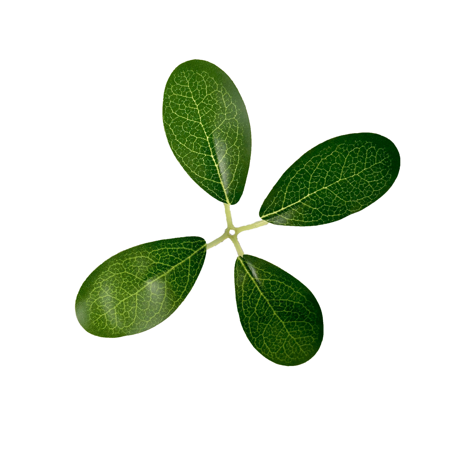 Artificial Fortune Leaves, Rose Leaves, Artificial Leaves, Silk Flower Leaves, Fake Leaves, Flowers, Bayberry Leaves, Fruit Plate Leaves, Fruits