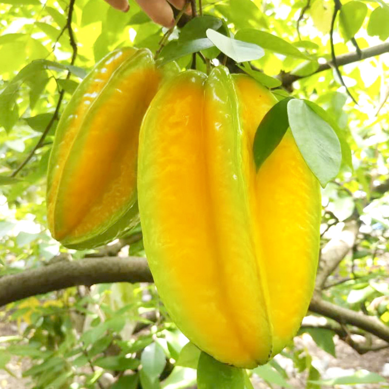 Dazhou, Fujian, Sweet Starfruit 2.5kg Fresh Fruit Seasonal Red Starfruit Pentagram Starfruit Freshly Picked Whole Box Free Shipping