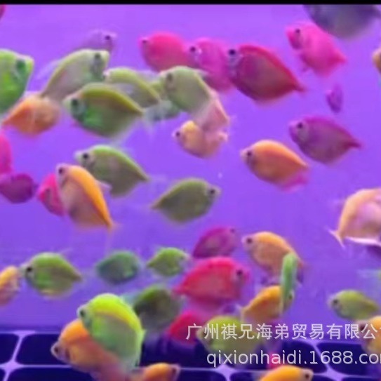 The whole bag batch of candy angel fish mixed color angel color random mixed hair red yellow green tiger day