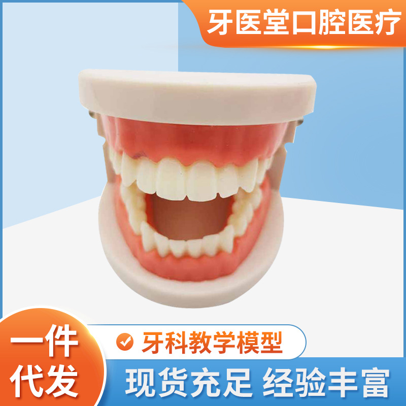 Модель для обучения зубам для детей, модель для обучения чистке зубов, модель для практики отбеливания
