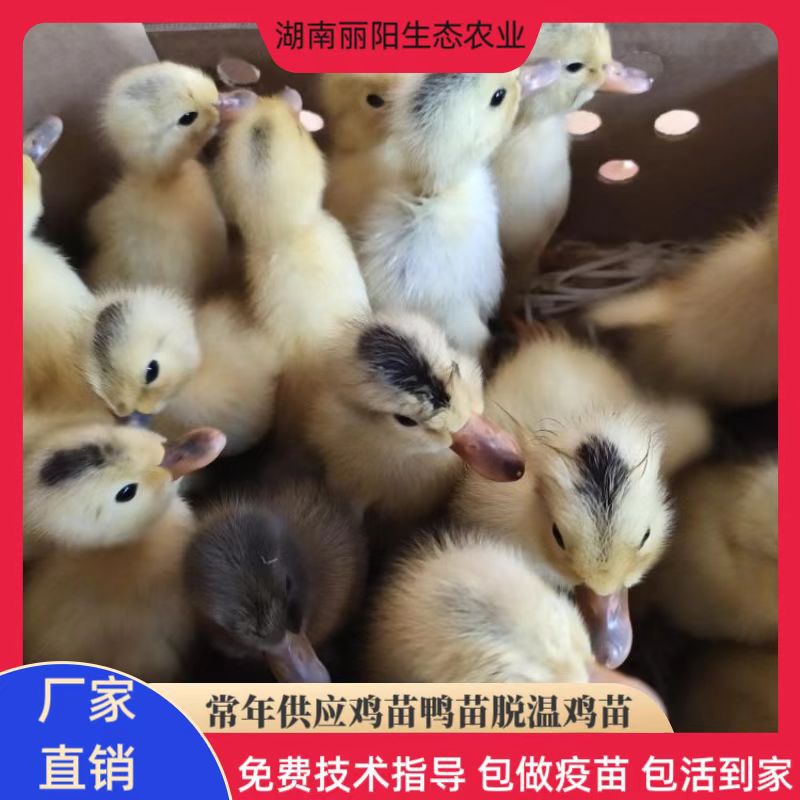 Цыплята утят, живые утята-питомцы, инкубационные утята и утята яичной породы Цзяннань, водяные утята, крупные мясные утята