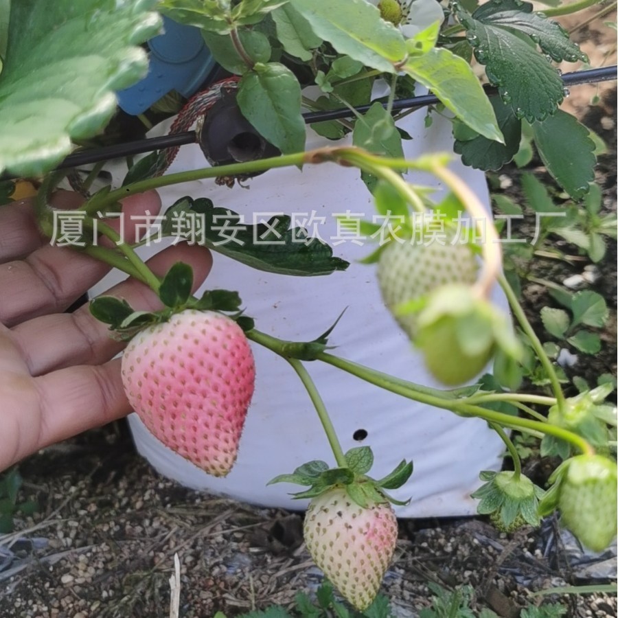 Мешок для безземельного культивирования, мешок для роста, мешок для посадки томатов и перца, воздухопроницаемый черно-белый пленочный перфорированный мешок