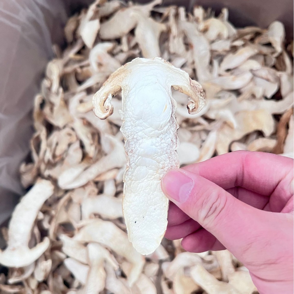 Yunnan Shangri-La Dried Matsutake Mushroom Slices, Available in Various Specifications, Fully Dried and Ready to Eat, Mushroom Supply Source on Taobao