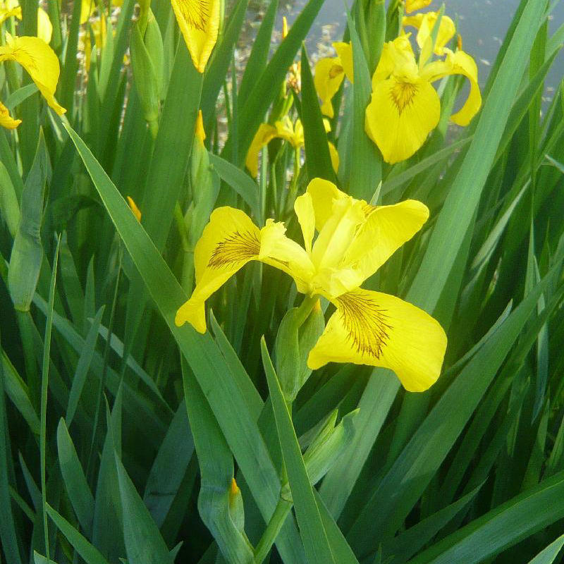 Yellow Calamus, Yellow Flower, Iris, Aquatic Plants, Water Plants, Fish Ponds, Ponds, Greening Plants, Yellow Calamus Seedlings