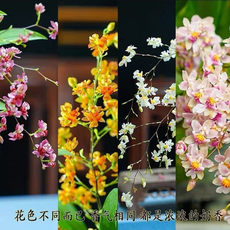 Dream Fragrance Color Fragrant Orchid Mixed Color Flower Buds Winter Indoor Green Plants with Strong Fragrance