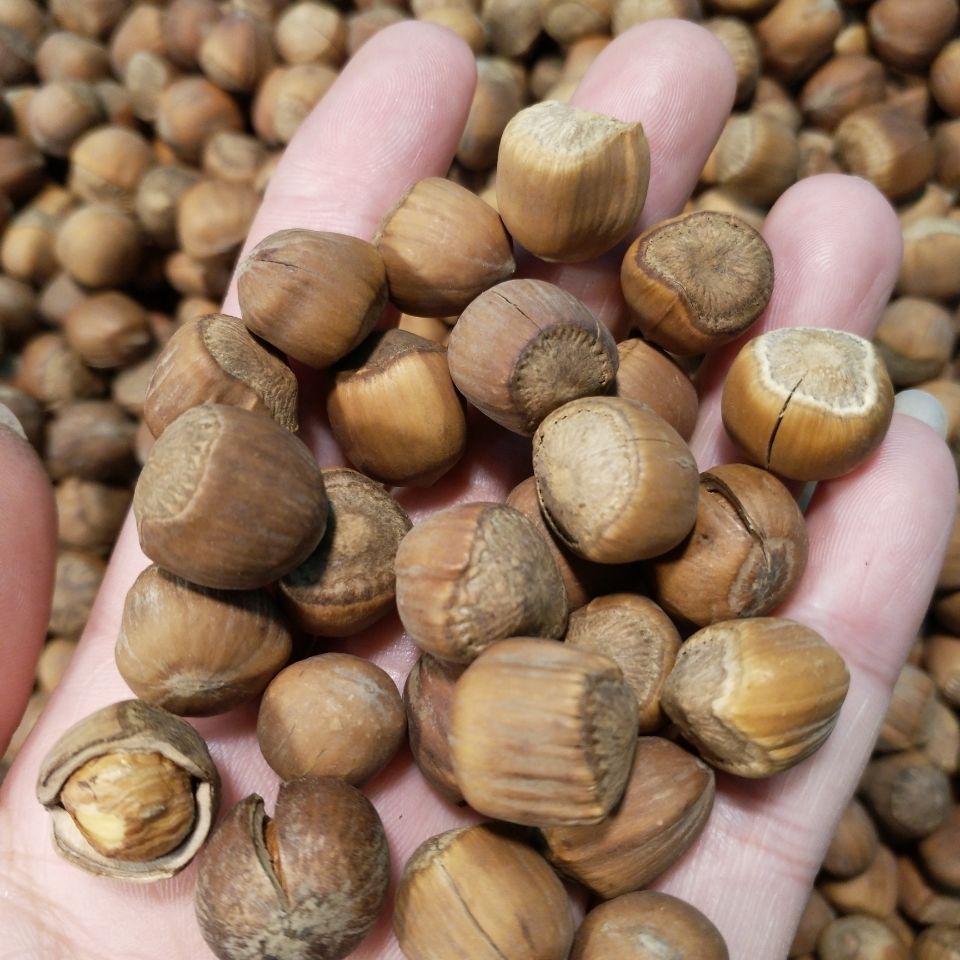 2025 New Hazelnuts from Northeast China, Small Hazelnuts with Plump Kernels and a Delicious Aroma, Freshly Roasted, Direct from the Source Factory, Free Shipping