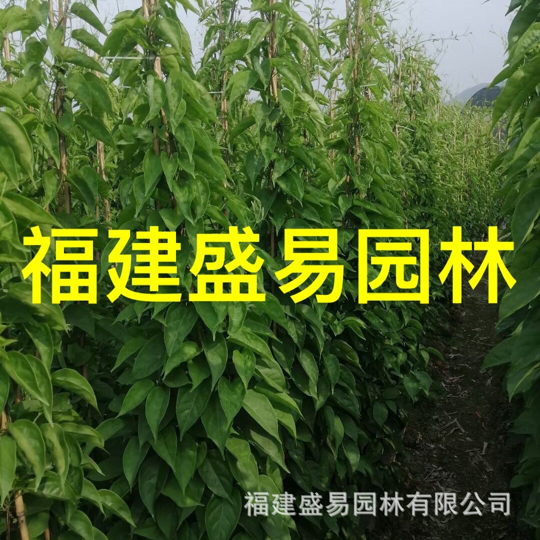 Оптовая продажа цветка фейерверка Сычуань, цена цветка фейерверка Фуцзянь, база цветка фейерверка Чжанчжоу, поставка лианы фейерверка