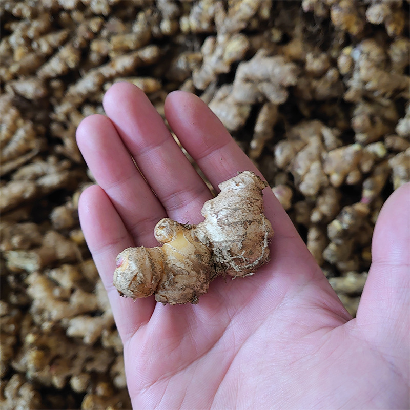 Yunnan Small Turmeric, Broken Ginger, Crushed Ginger, Good Quality, Self-Grown Confinement Ginger, Freshly Dug from the Farm