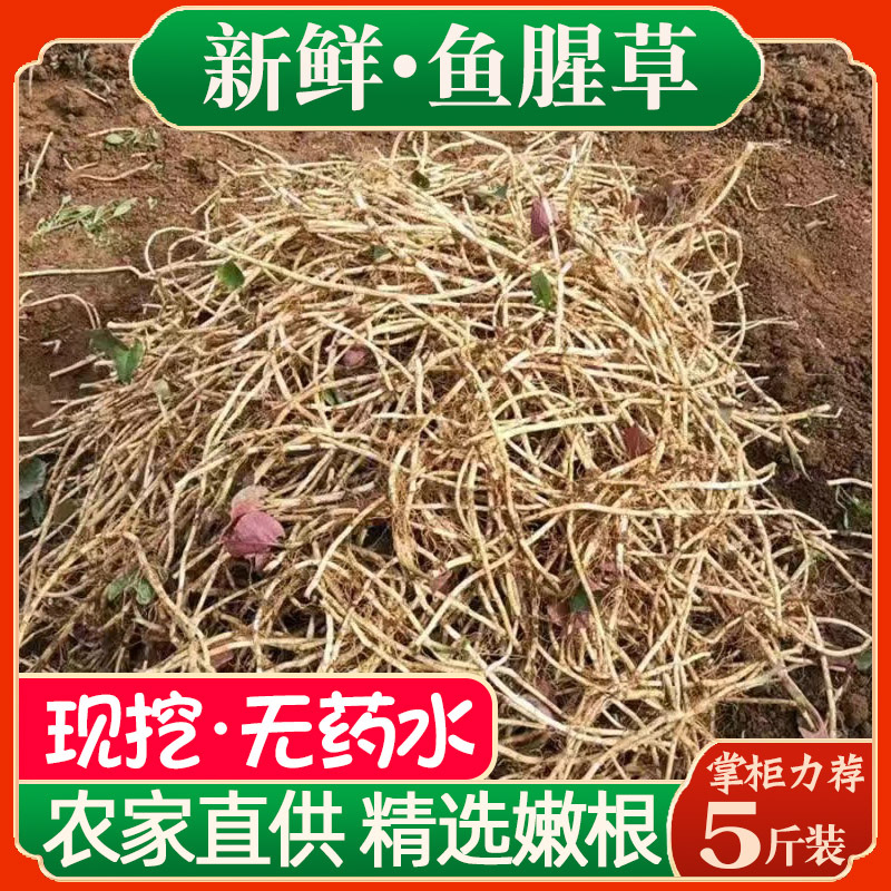 Freshly Dug from the Farm, Houttuynia Cordata with Mud, Fresh and Tender Roots, Folded Ear Roots, No Washing, Selected from Hubei, Sichuan and Guizhou, Produced in Cold Dishes