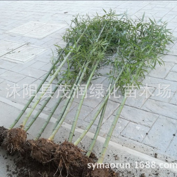 Courtyard Bamboo Green Bamboo Gold Inlaid Jade Bamboo Purple Bamboo Arhat Bamboo Xiangfei Bamboo Tortoise Shell Bamboo Garden Greening Project Bamboo Seedlings