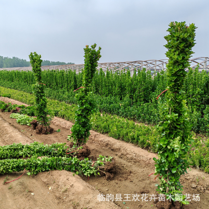 Hokkaido Boxwood 1.8m Shandong Qingzhou North Hedge Greening Road Project Hokkaido Boxwood Big Leaf Boxwood