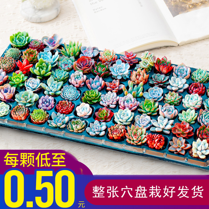 1 Warehouse with Trays for Succulent Plants Wholesale, Succulent Seedlings in Plug Trays for Planting, DIY Kindergarten Activities, Small Gifts