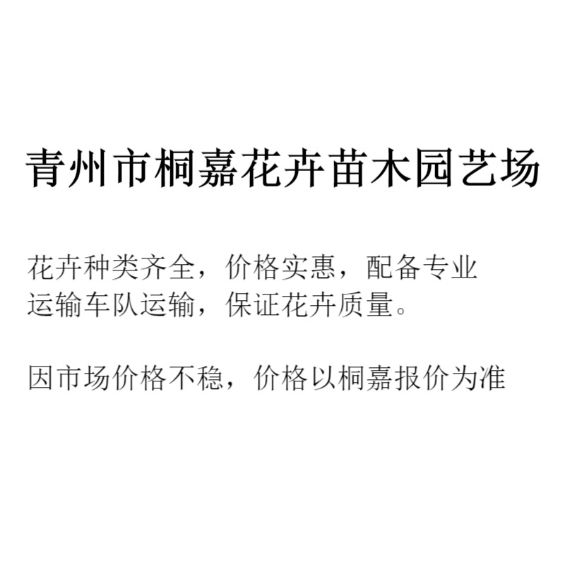 Qingzhou Supplies Landscaping Nurseries, Flower Beds, Alyssum Flowers, Four-Season Flowers, Alyssum Project Potted Plants, and Cup Seedlings