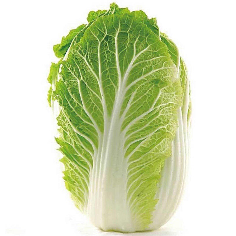 Fresh Cabbage, Bok Choy, and Green Cabbage from Inner Mongolia Can Be Used to Make Spicy Cabbage, Sauerkraut, Hearted Cabbage, and Head Cabbage