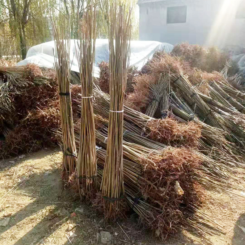 Base Wholesale Red Oil Fragrant Spring Tree Seedlings Northern and Southern Toon Saplings Potted Ground Planting Greenhouse Planting Toon Saplings