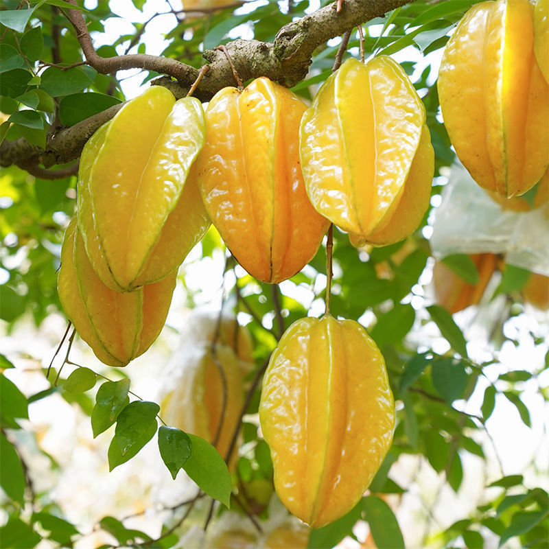 Sweet Carambola Fruit Carambola Fresh Wholesale Fire-Reducing Fruit Seasonal Fruit Carambola Wholesale