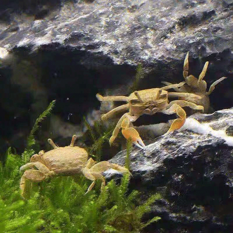Mini chili crab ornamental fish ornamental crab grass tank crab freshwater crab can be mixed with fish and shrimp benthic crab to eat bath